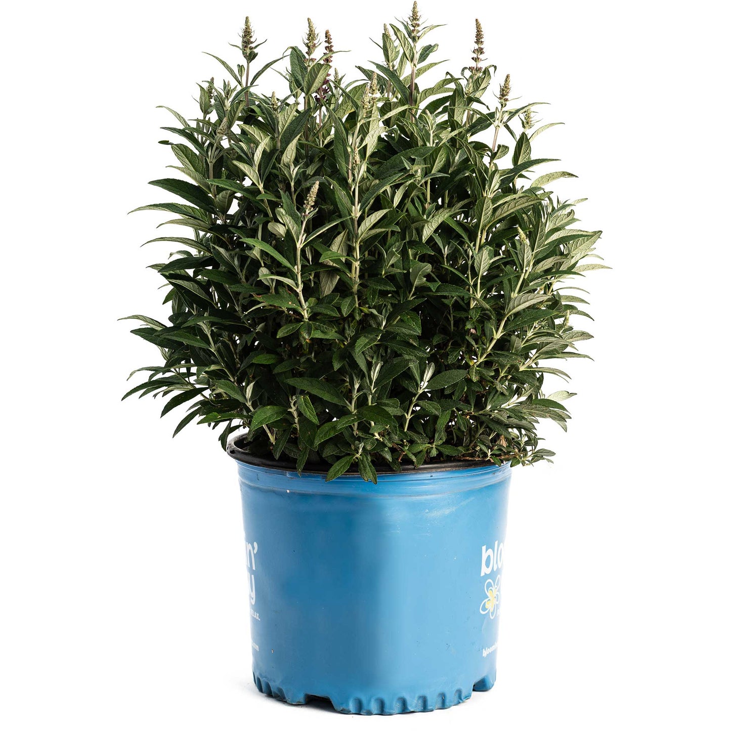Birthday Cake Butterfly Bush plant in blue pot with green leaves and pale flower spikes on Tampa Home & Garden Store