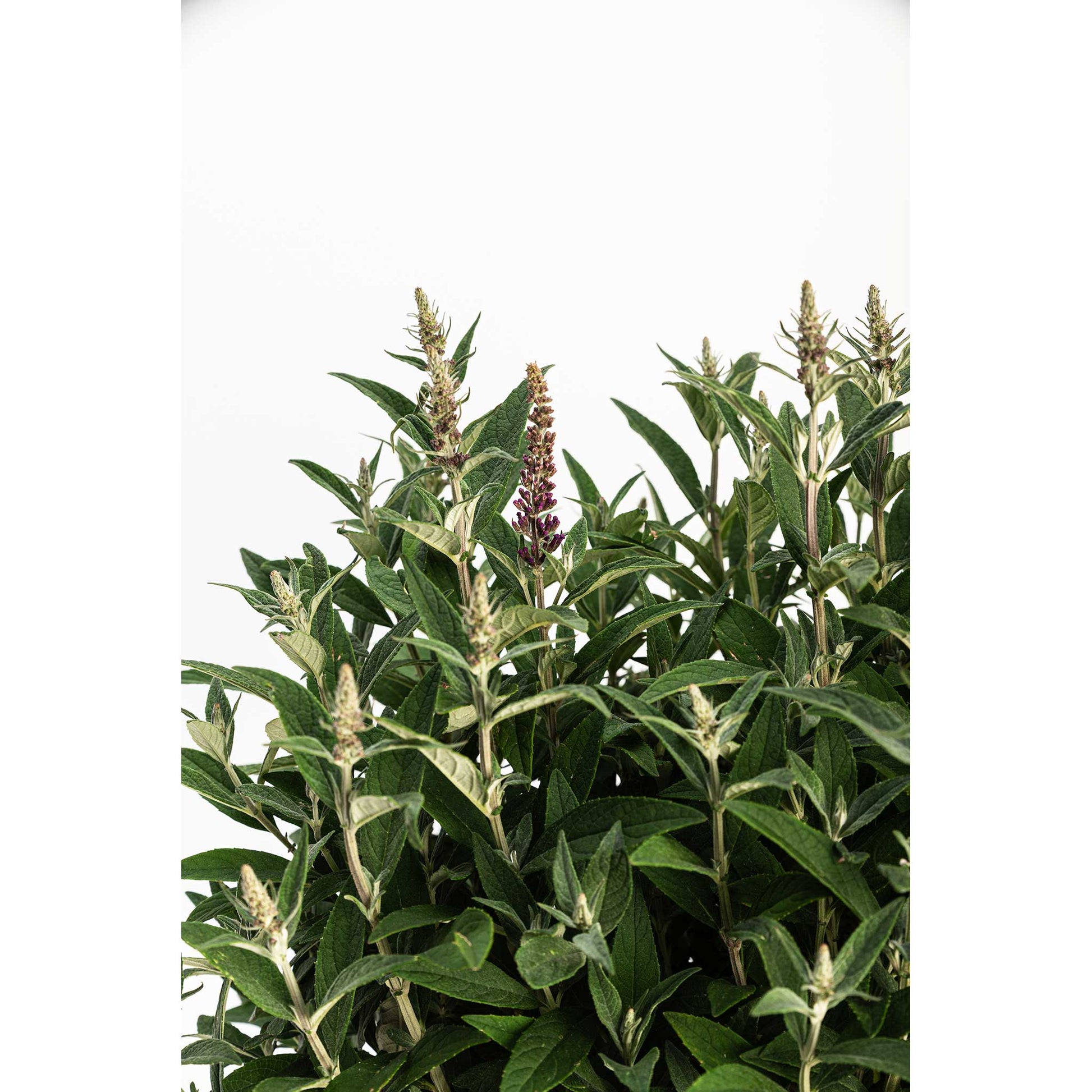 Birthday Cake Butterfly Bush plant with green serrated leaves and purple bloom spikes on Tampa Home & Garden Store