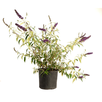 Black Knight Butterfly Bush plant in a black pot with purple flower spikes and green leaves on Tampa Home & Garden Store