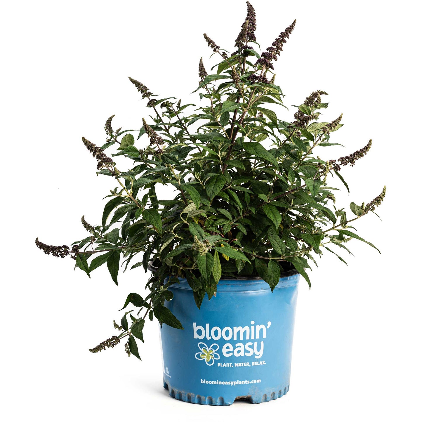 Blueberry Pie Butterfly Bush plant in blue pot with tall purple flower spikes on Tampa Home & Garden Store
