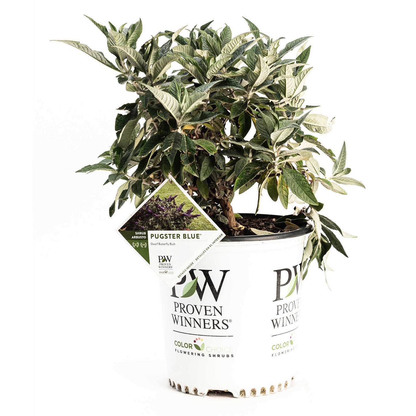 Pugster Blue Butterfly Bush plant, compact dwarf shrub with green leaves Live Good Logistics on Tampa Home & Garden Store