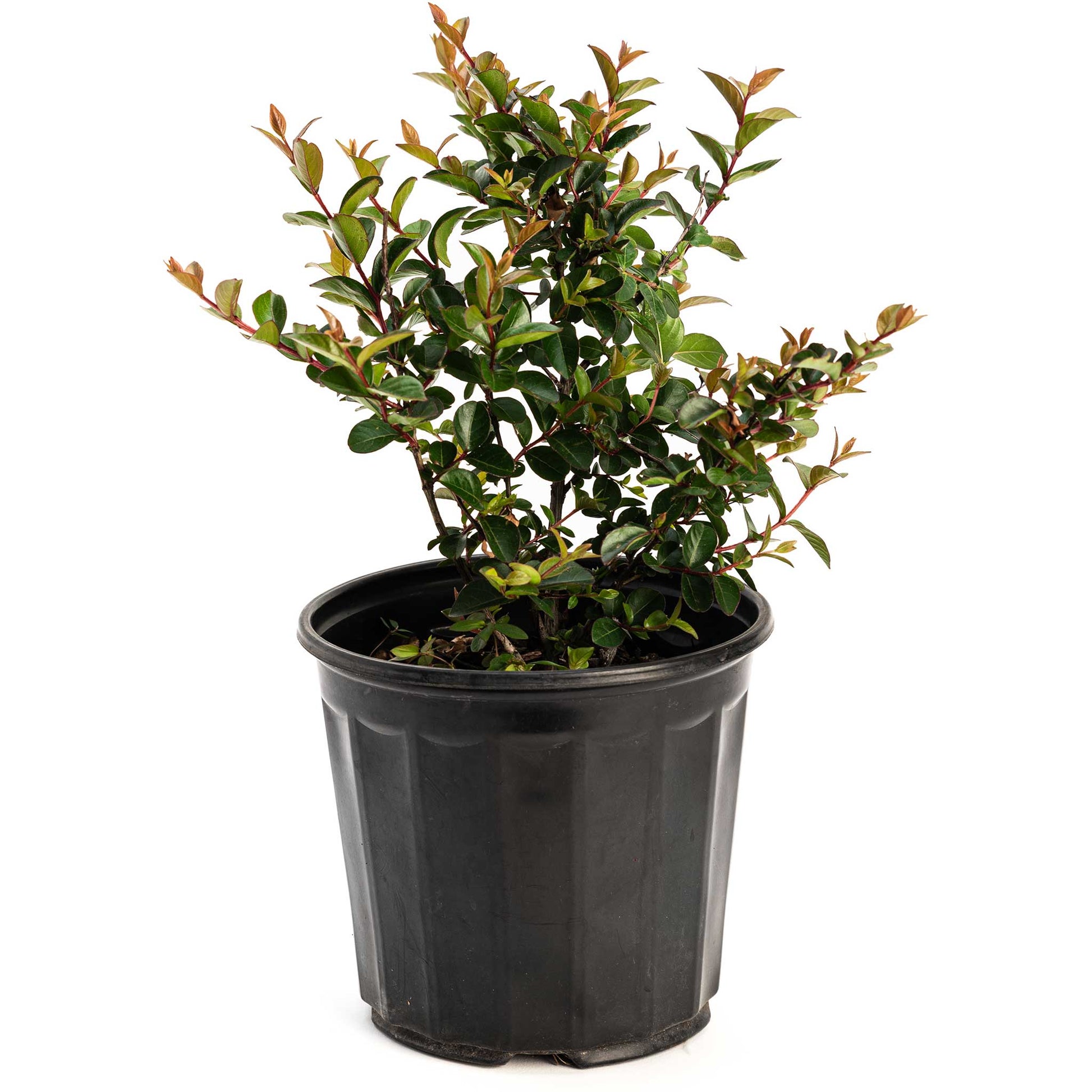 Bellini Grape Crape Myrtle plant in a black pot with green leaves and red-new growth on Tampa Home & Garden Store