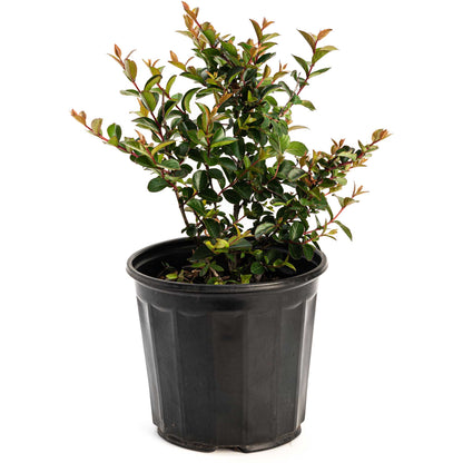Bellini Grape Crape Myrtle plant in a black pot with green leaves and red-new growth on Tampa Home & Garden Store