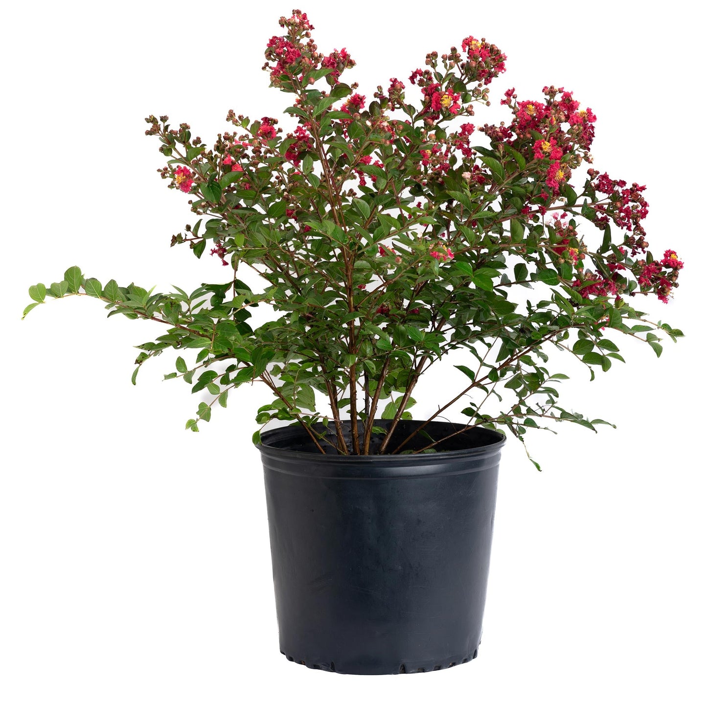 Bellini Strawberry Crape Myrtle plant with pink blooms and leaves Live Good Logistics on Tampa Home & Garden Store
