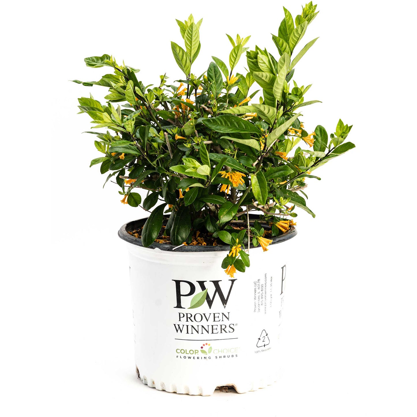 Juiced Orange Jessamine plant with green leaves and orange flowers in a Proven Winners pot on Tampa Home & Garden Store