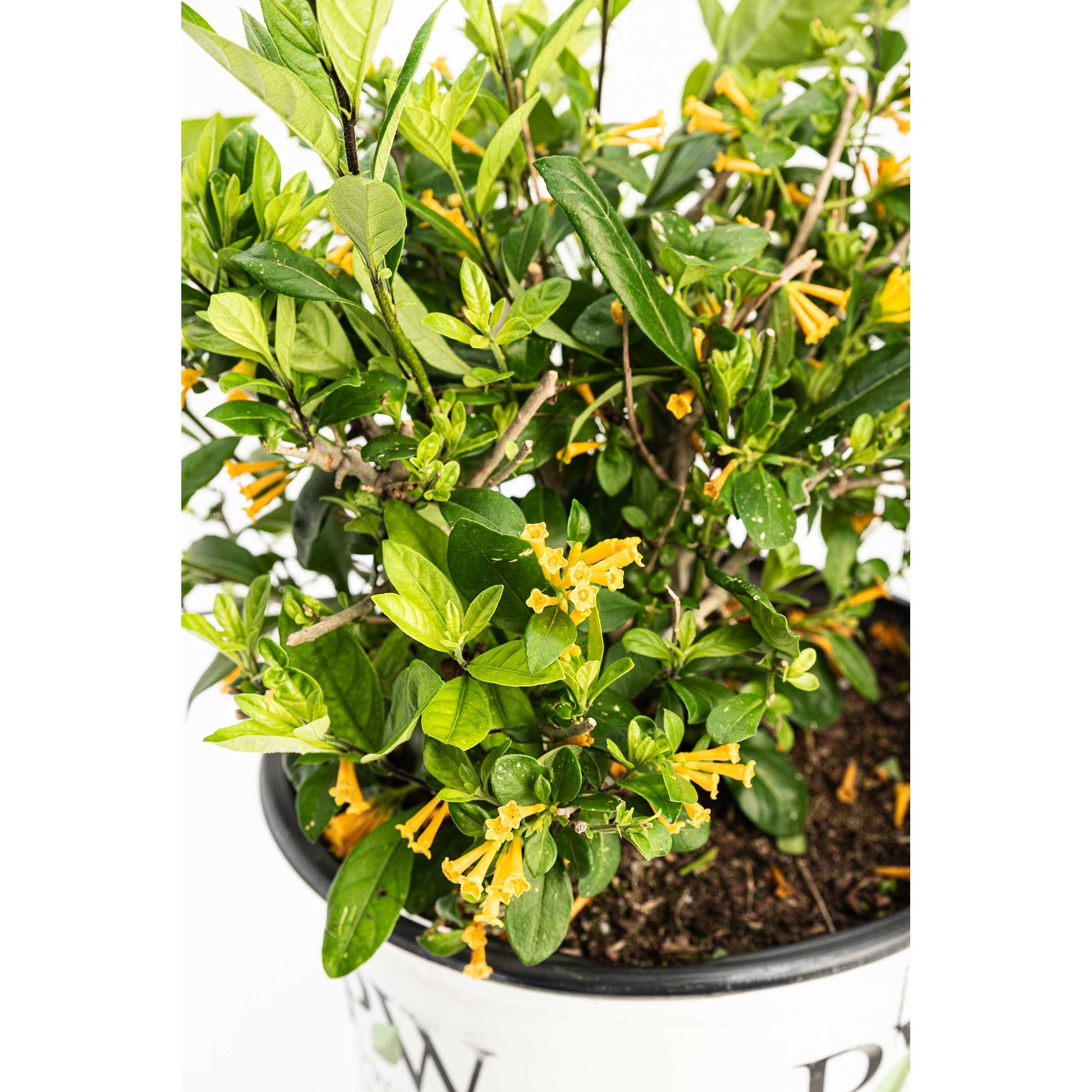 Juiced Orange Jessamine plant with glossy green leaves and bright yellow tubular flowers on Tampa Home & Garden Store