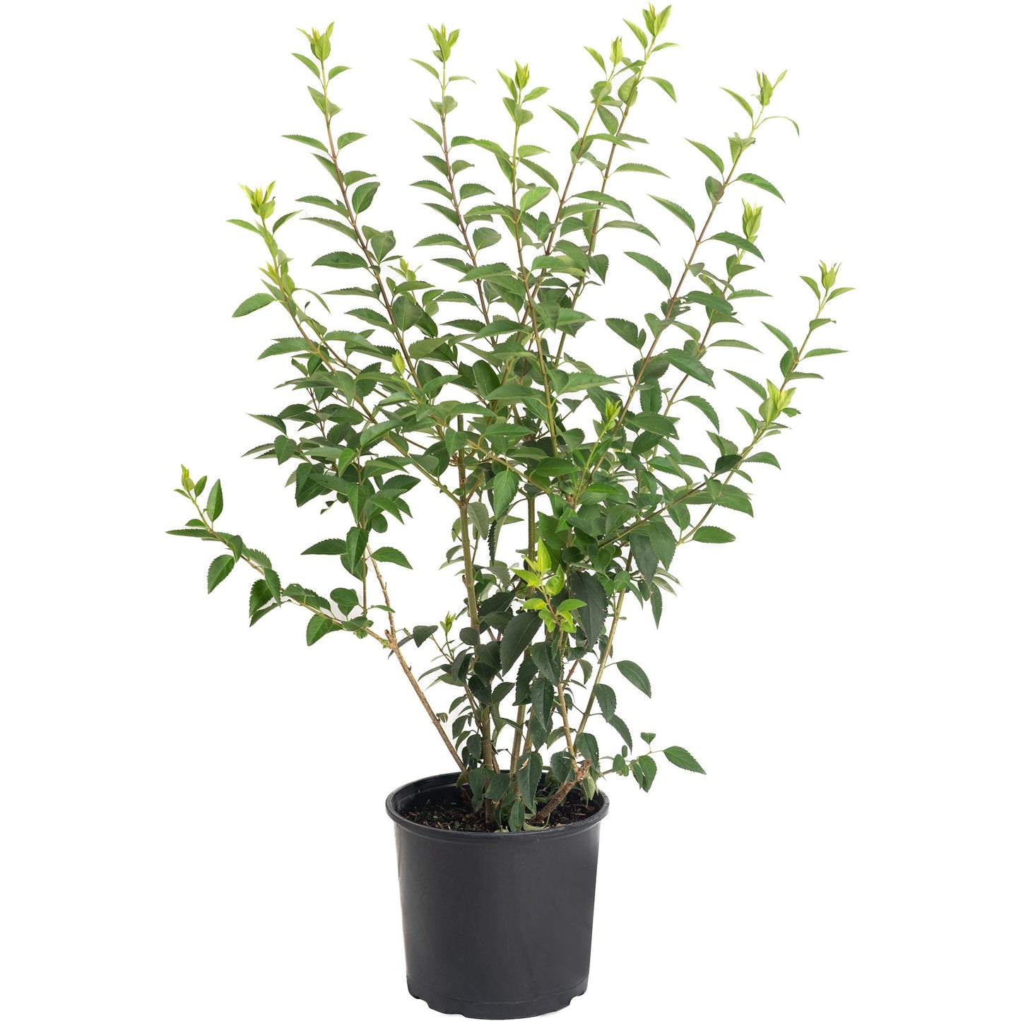 Lynwood Gold Forsythia shrub in a black pot with slender stems and new yellow-green growth on Tampa Home & Garden Store