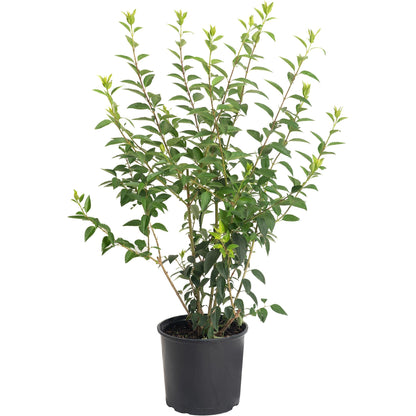 Lynwood Gold Forsythia shrub in a black pot with slender stems and new yellow-green growth on Tampa Home & Garden Store