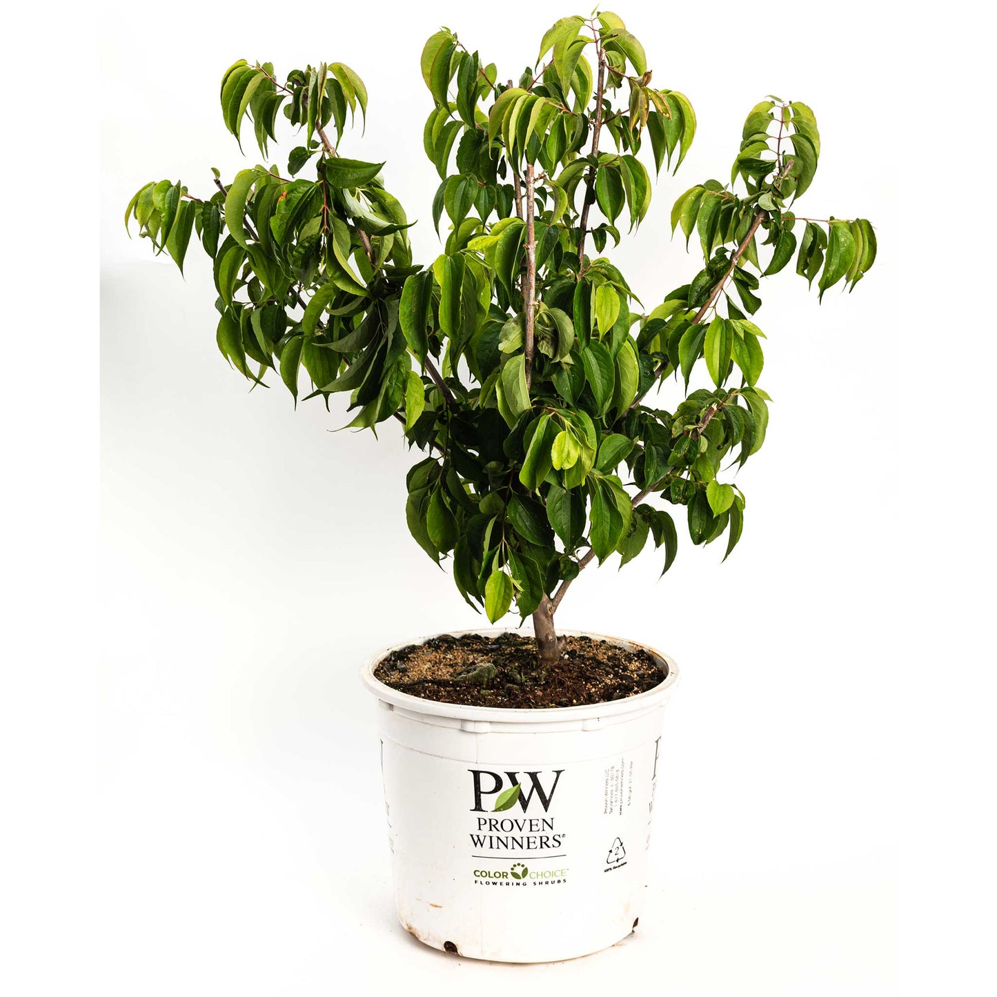 Temple of Bloom® Seven-Son Flower plant in a white pot with Proven Winners branding on Tampa Home & Garden Store