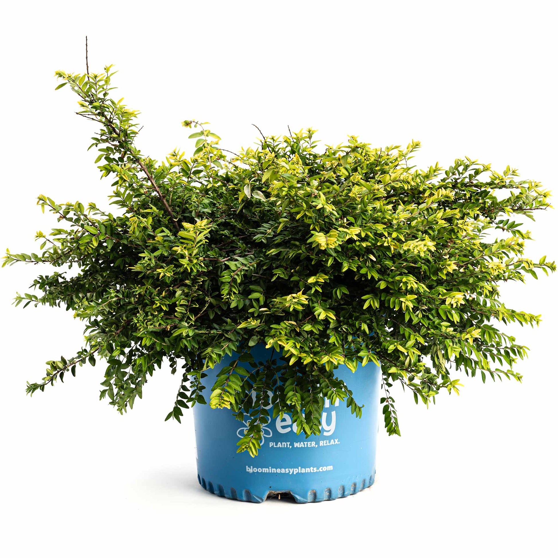 Thunderbolt® Box Honeysuckle plant in blue pot with dense green leaves and yellow new growth on Tampa Home & Garden Store