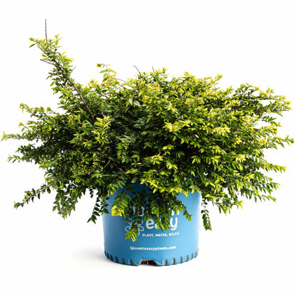 Thunderbolt® Box Honeysuckle plant in blue pot with dense green leaves and yellow new growth on Tampa Home & Garden Store