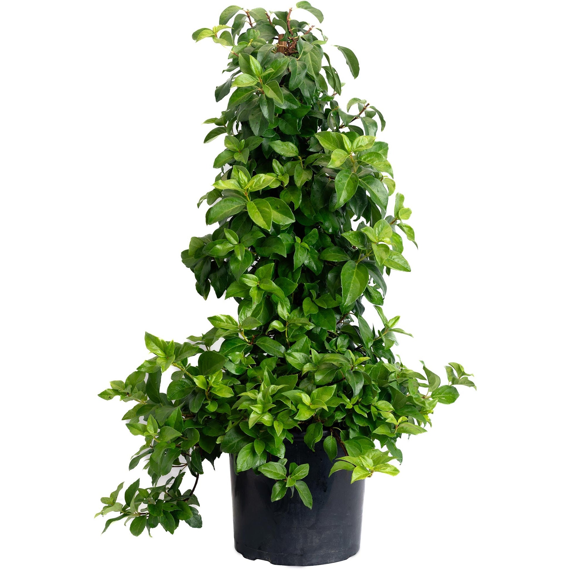 Barbara Ann Climbing Hydrangea plant in a black pot with green leaves on Tampa Home & Garden Store