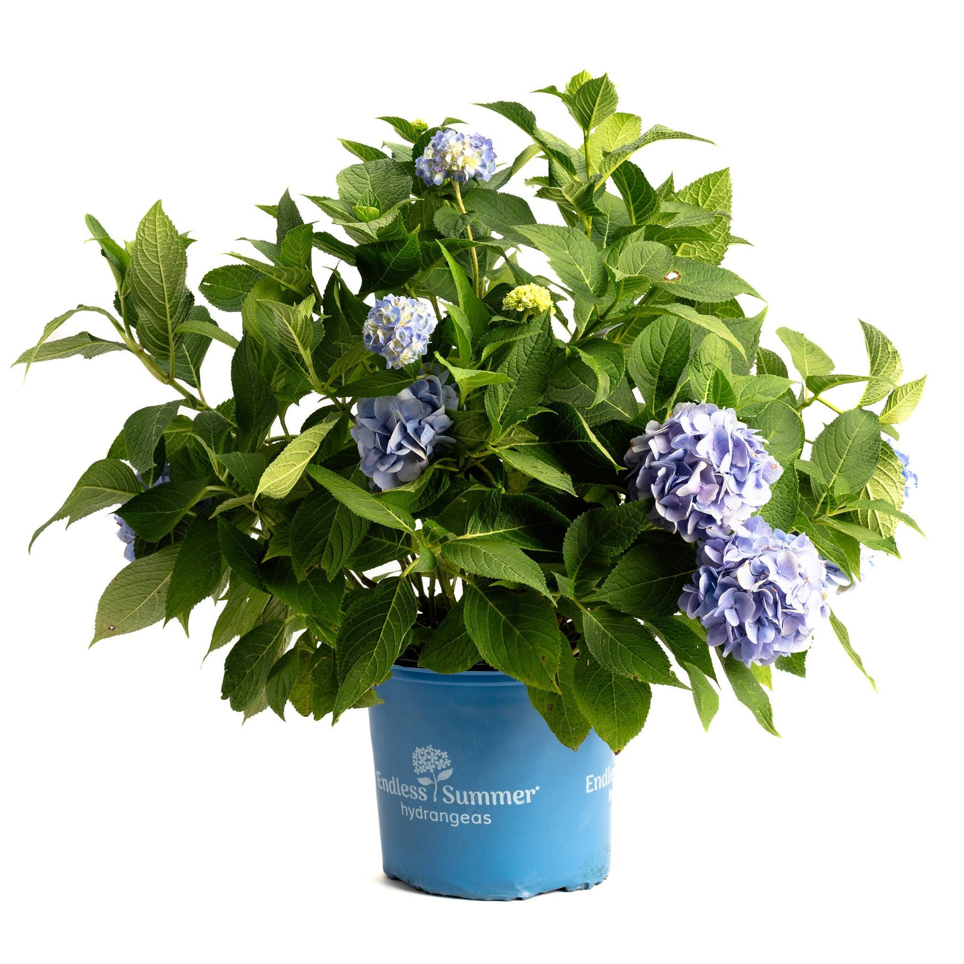 Endless Summer Hydrangea plant in a blue pot with green leaves and blue blossoms on Tampa Home & Garden Store