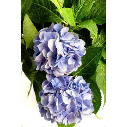 Endless Summer Hydrangea plant with blue-lavender blooms and green serrated leaves on Tampa Home & Garden Store