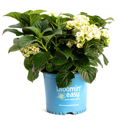Grin and Tonic Reblooming Hydrangea plant in blue Bloomin' Easy pot on Tampa Home & Garden Store