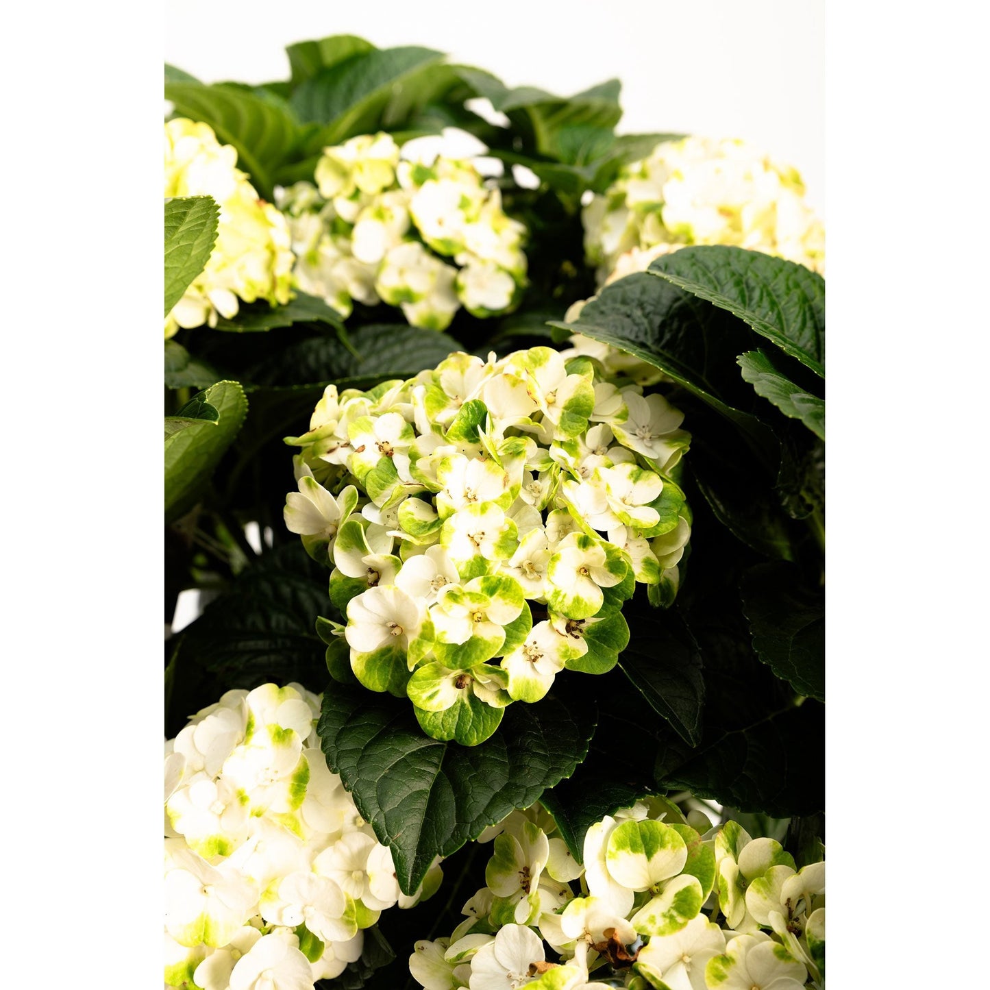 Grin and Tonic Reblooming Hydrangea plant by Live Good Logistics with white-green blooms and dark serrated leaves on Tampa Home & Garden Store