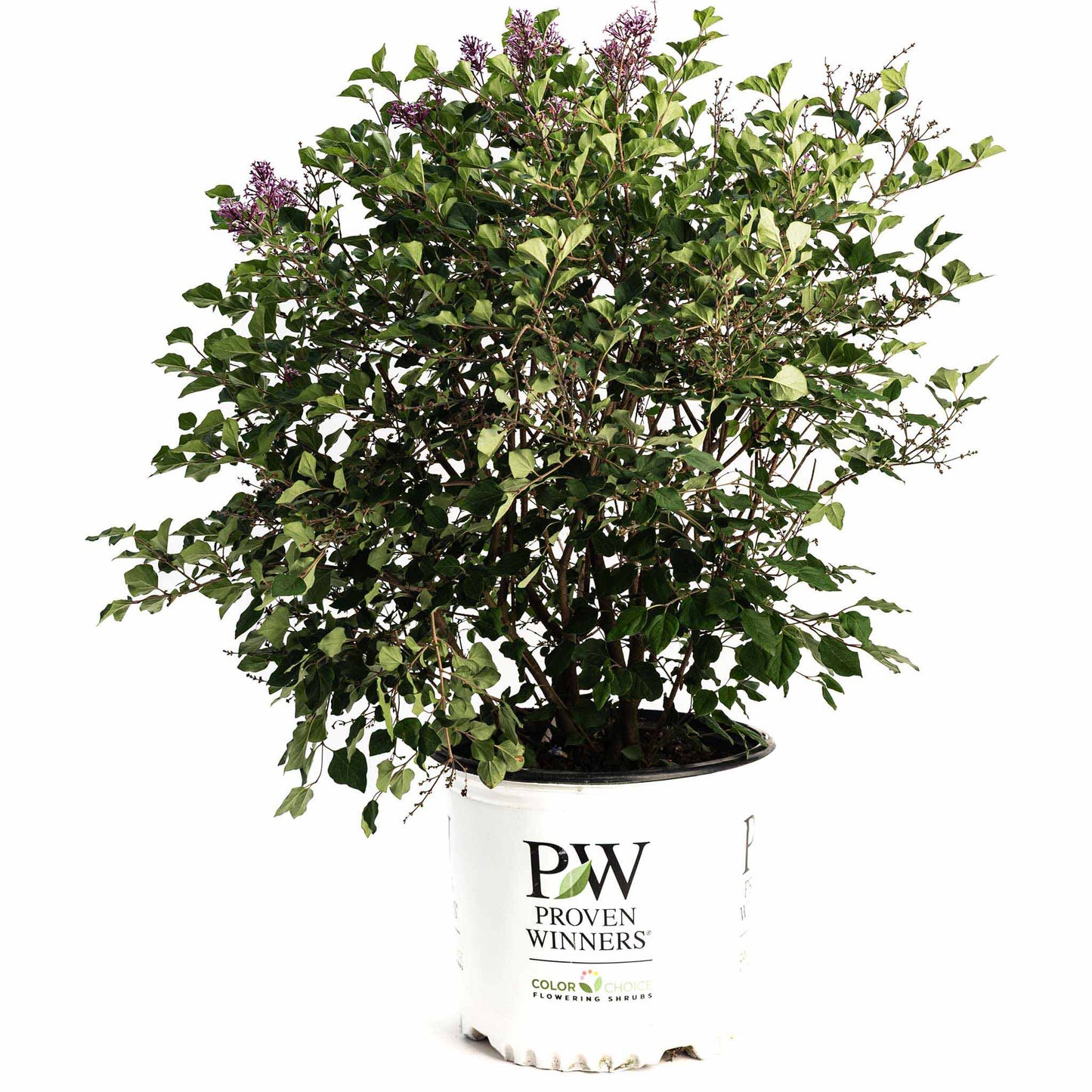 Bloomerang Lilac Bush plant in white Proven Winners pot with green foliage and blooms on Tampa Home & Garden Store