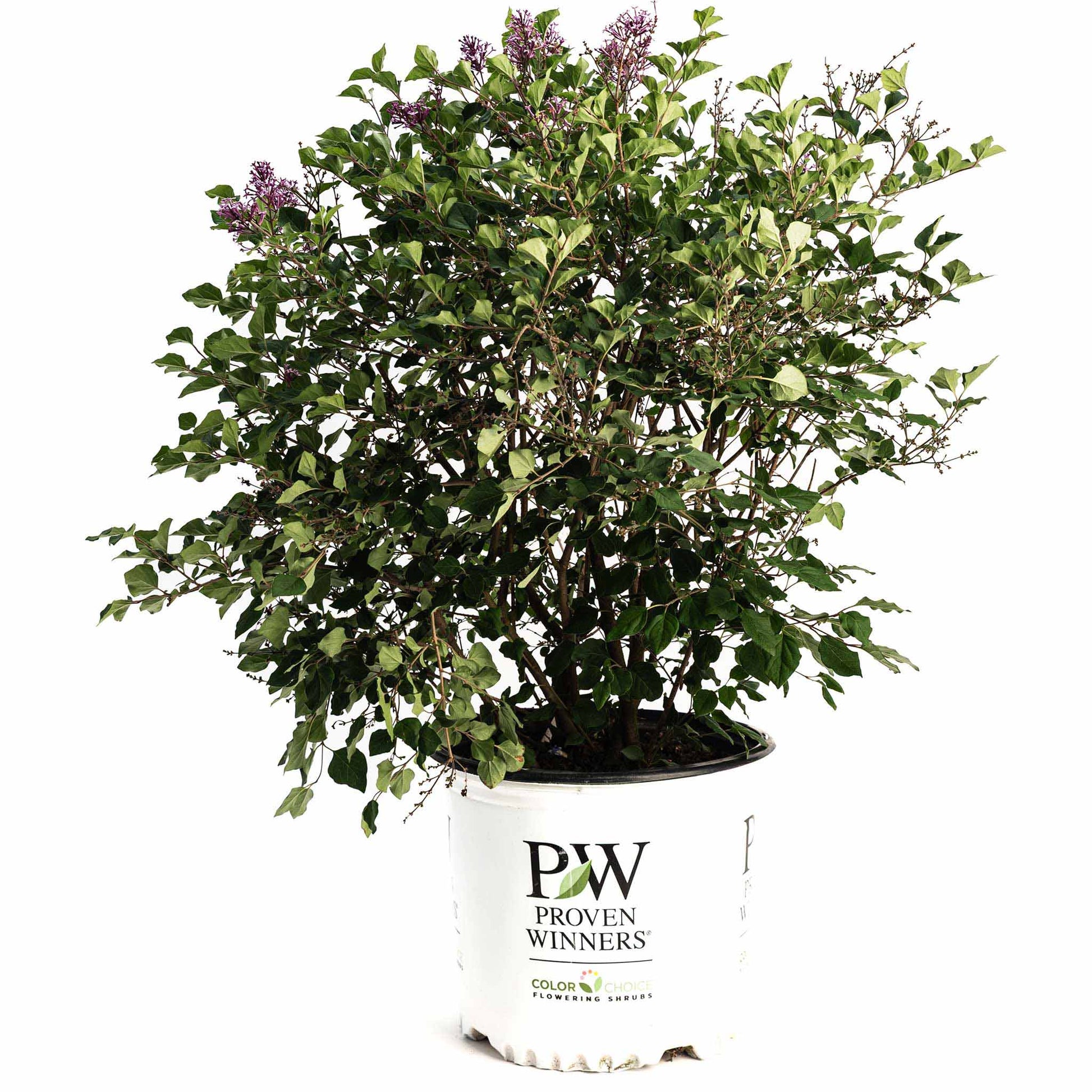 Bloomerang Lilac Bush plant in white Proven Winners pot with green foliage and blooms on Tampa Home & Garden Store