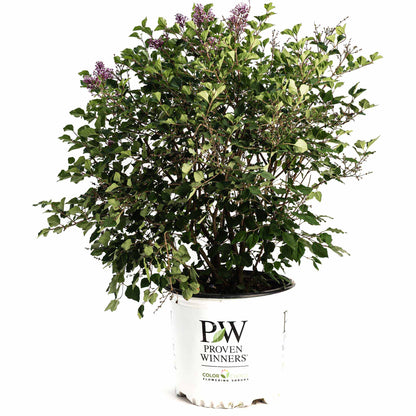 Bloomerang Lilac Bush plant in white Proven Winners pot with green foliage and blooms on Tampa Home & Garden Store