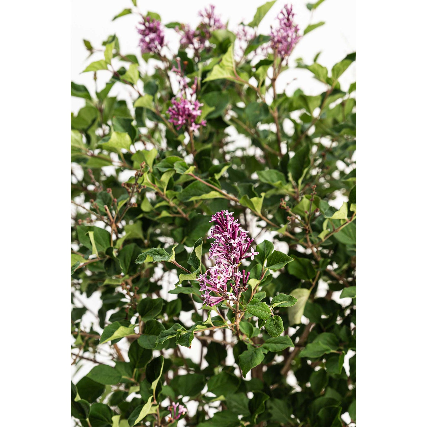 Bloomerang lilac bush plant with purple flower clusters and green leaves on Tampa Home & Garden Store