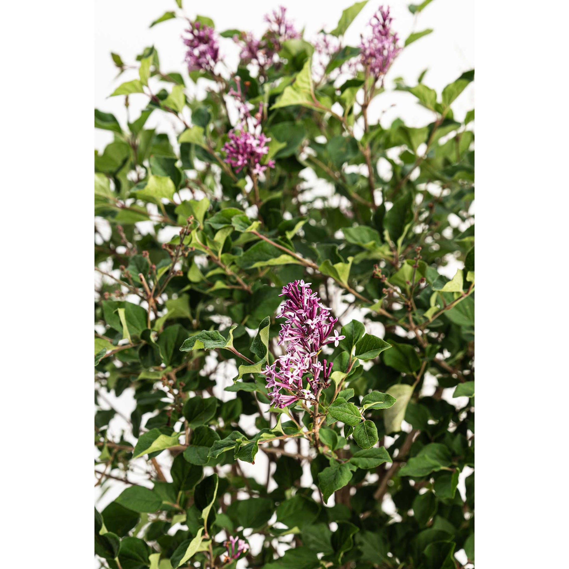 Bloomerang lilac bush plant with purple flower clusters and green leaves on Tampa Home & Garden Store