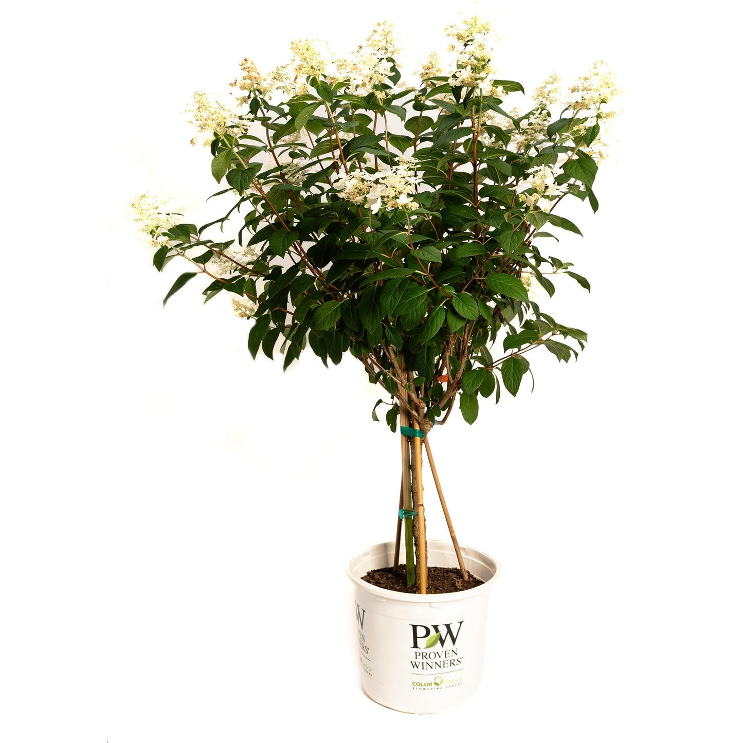Quick Fire Hydrangea Tree plant with white blooms and green leaves in a Proven Winners bucket on Tampa Home & Garden Store
