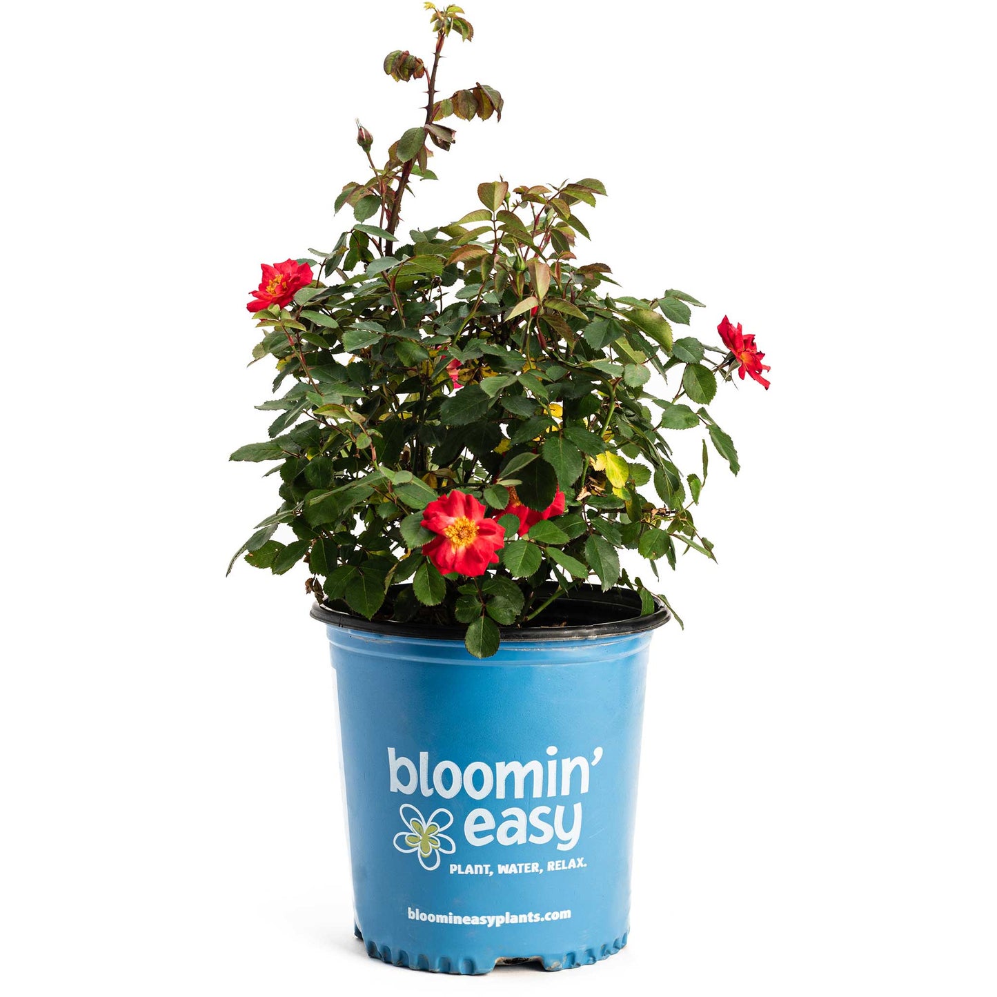 Cinnamon Hearts Rose plant in blue Bloomin' Easy pot with red blossoms on Tampa Home & Garden Store