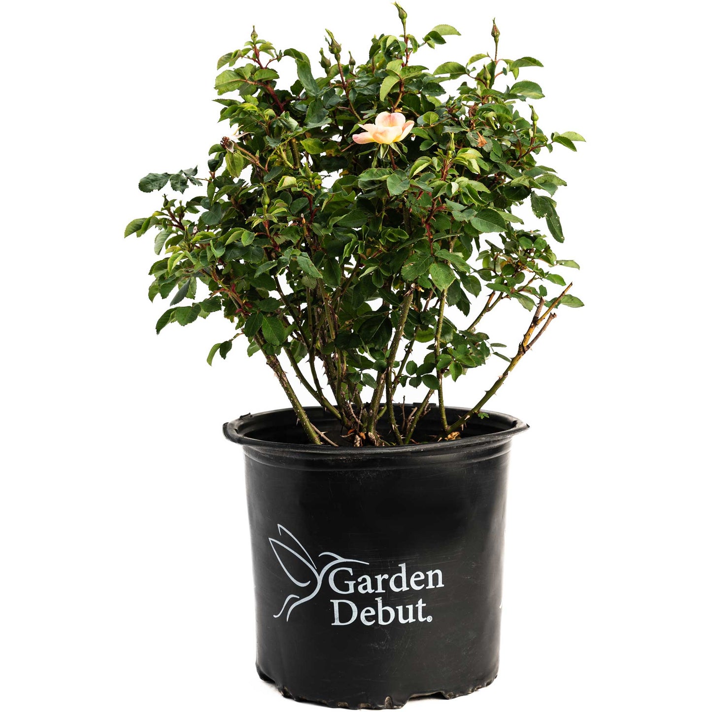 Champion Sunblush Rose plant with peach blooms and green leaves in a black Garden Debut pot on Tampa Home & Garden Store