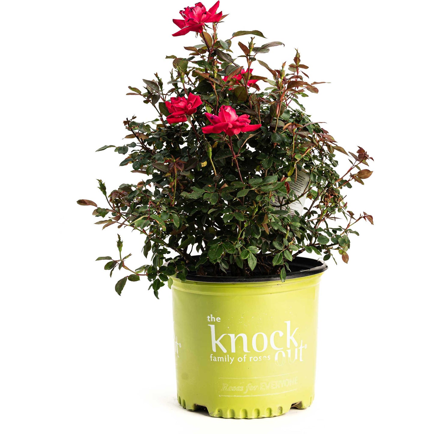 Double Knock Out Rose plant with red blooms in a lime-green pot by Live Good Logistics on Tampa Home & Garden Store