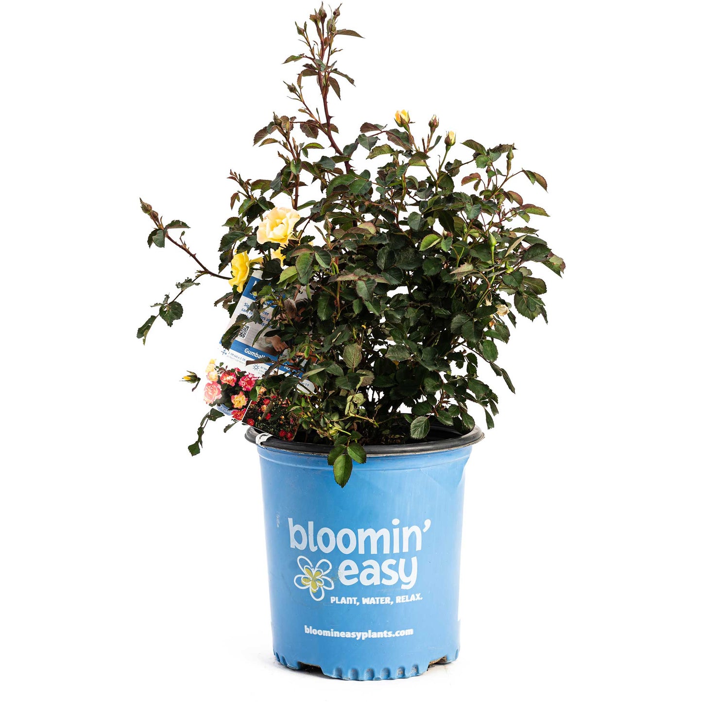 Gumball Goody Rose plant in blue bloomin' easy pot with yellow blooms on Tampa Home & Garden Store