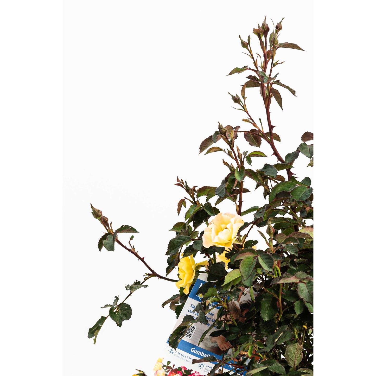 Gumball Goody Rose plant with yellow blossoms and reddish stems by Live Good Logistics on Tampa Home & Garden Store
