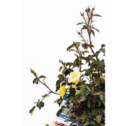 Gumball Goody Rose plant with yellow blossoms and reddish stems by Live Good Logistics on Tampa Home & Garden Store