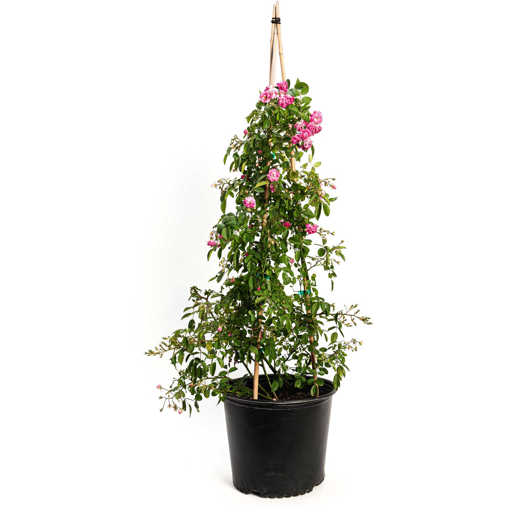 Peggy Martin climbing rose plant in a black plastic pot with bamboo stake and pink blooms on Tampa Home & Garden Store