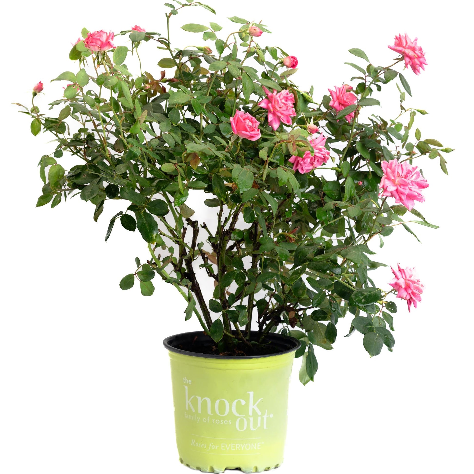 Pink Double Knock Out Rose in lime pot with pink blooms Live Good Logistics indoor outdoor plant on Tampa Home & Garden Store