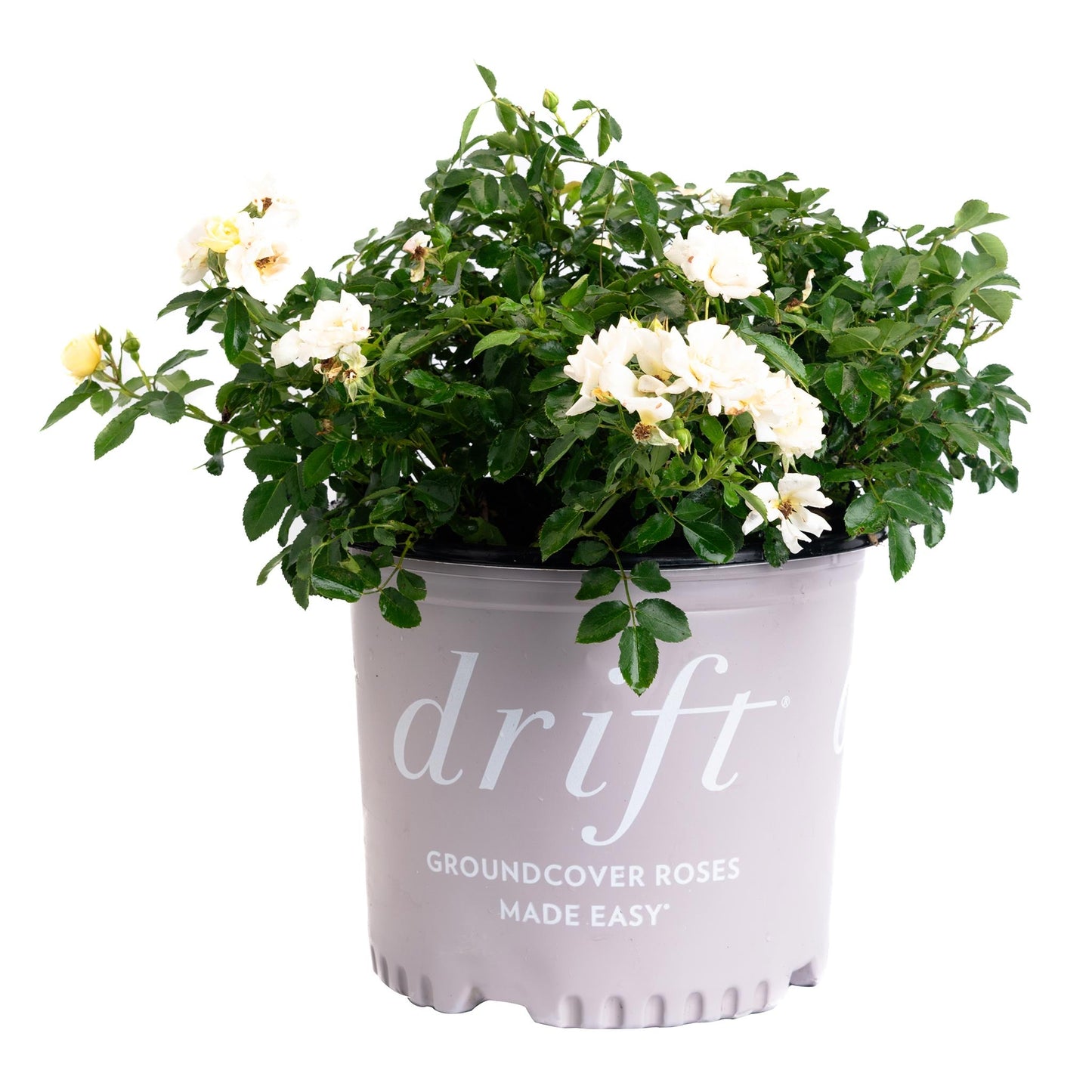Popcorn Drift Rose plant in gray pot with white blooms and green leaves indoor/outdoor plant on Tampa Home & Garden Store