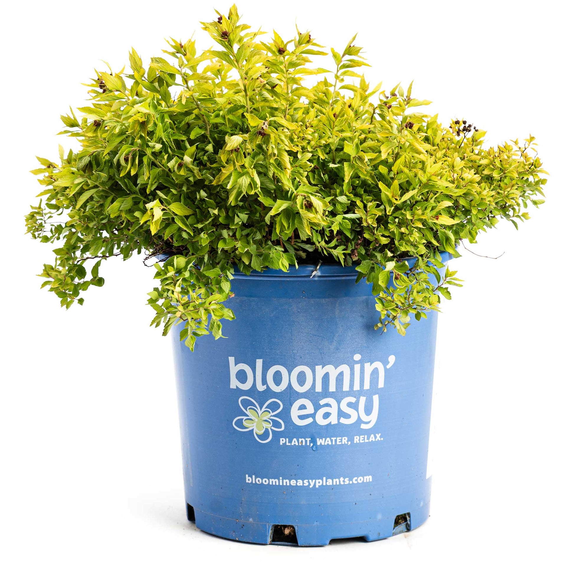 Pineapple Poprocks Spiraea plant in blue pot with yellow-green foliage for indoor/outdoor use on Tampa Home & Garden Store