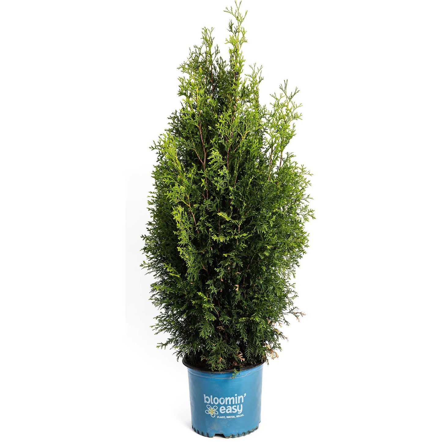 Private Jet Arborvitae plant in a blue Bloomin' Easy pot on Tampa Home & Garden Store