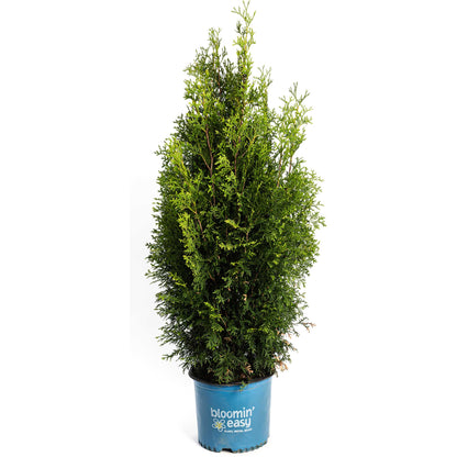 Private Jet Arborvitae plant in a blue Bloomin' Easy pot on Tampa Home & Garden Store