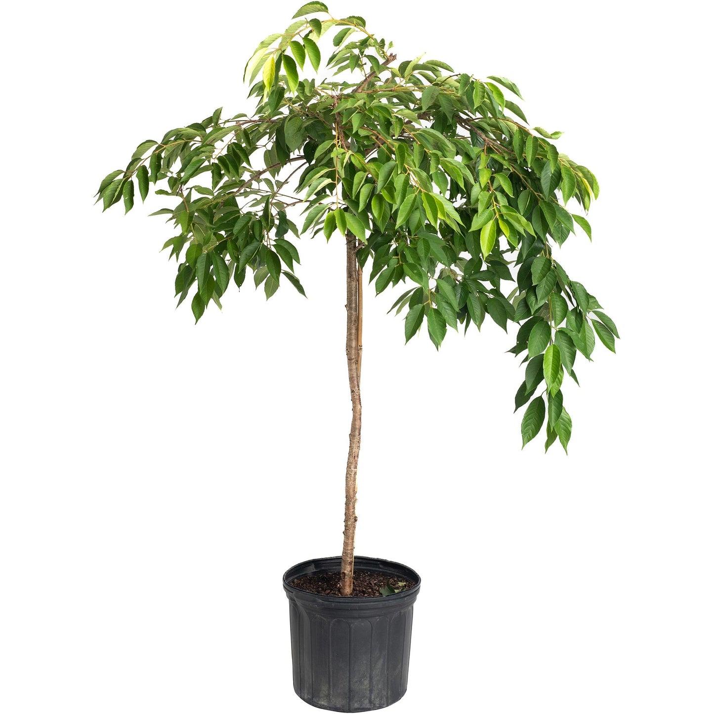Weeping Yoshino Flowering Cherry plant in a pot with green leaves, Live Good Logistics on Tampa Home & Garden Store