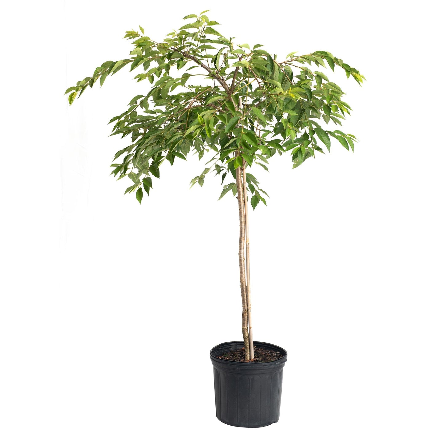 Yoshino Flowering Cherry Tree, potted plant with slender trunk and lush green leaves on Tampa Home & Garden Store