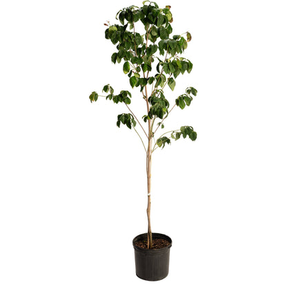 Cherokee Brave Pink Dogwood plant with multiple trunks and glossy green leaves in pot on Tampa Home & Garden Store