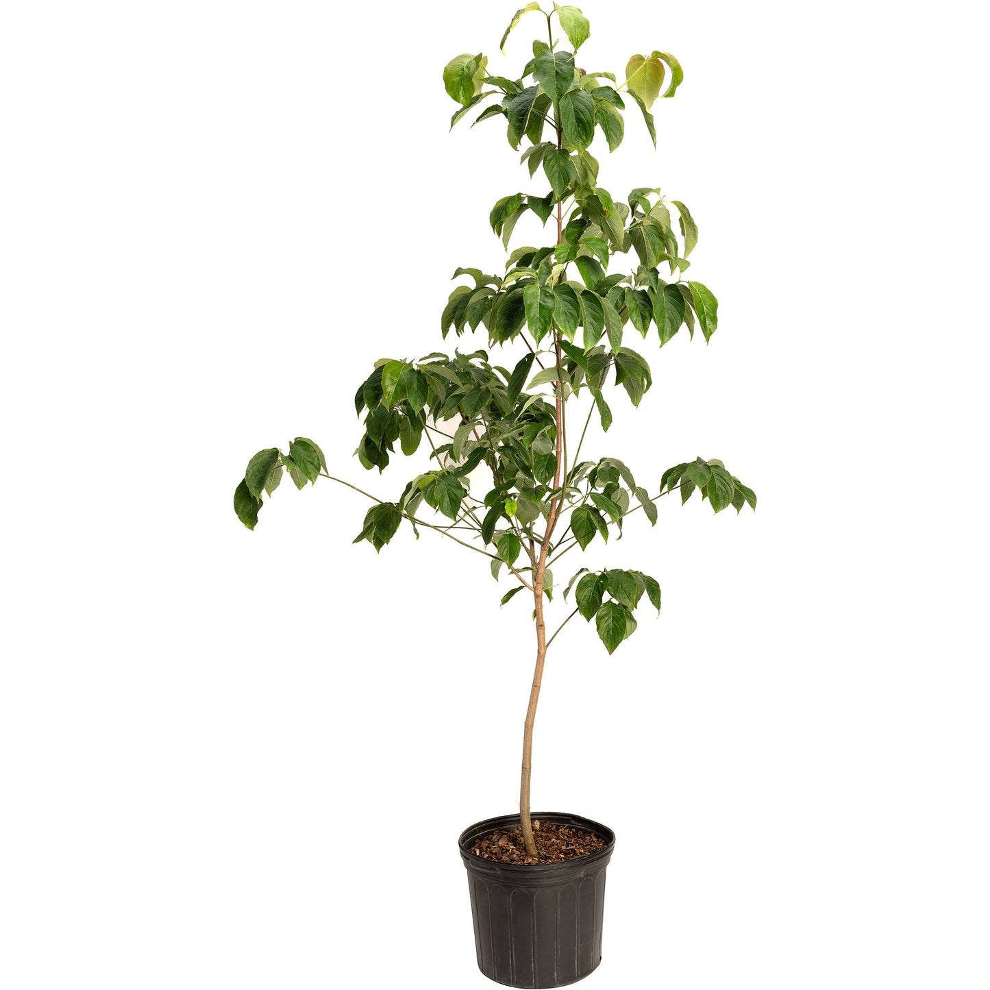 Cherokee Chief Pink Dogwood plant with glossy green leaves in a black plastic pot on Tampa Home & Garden Store