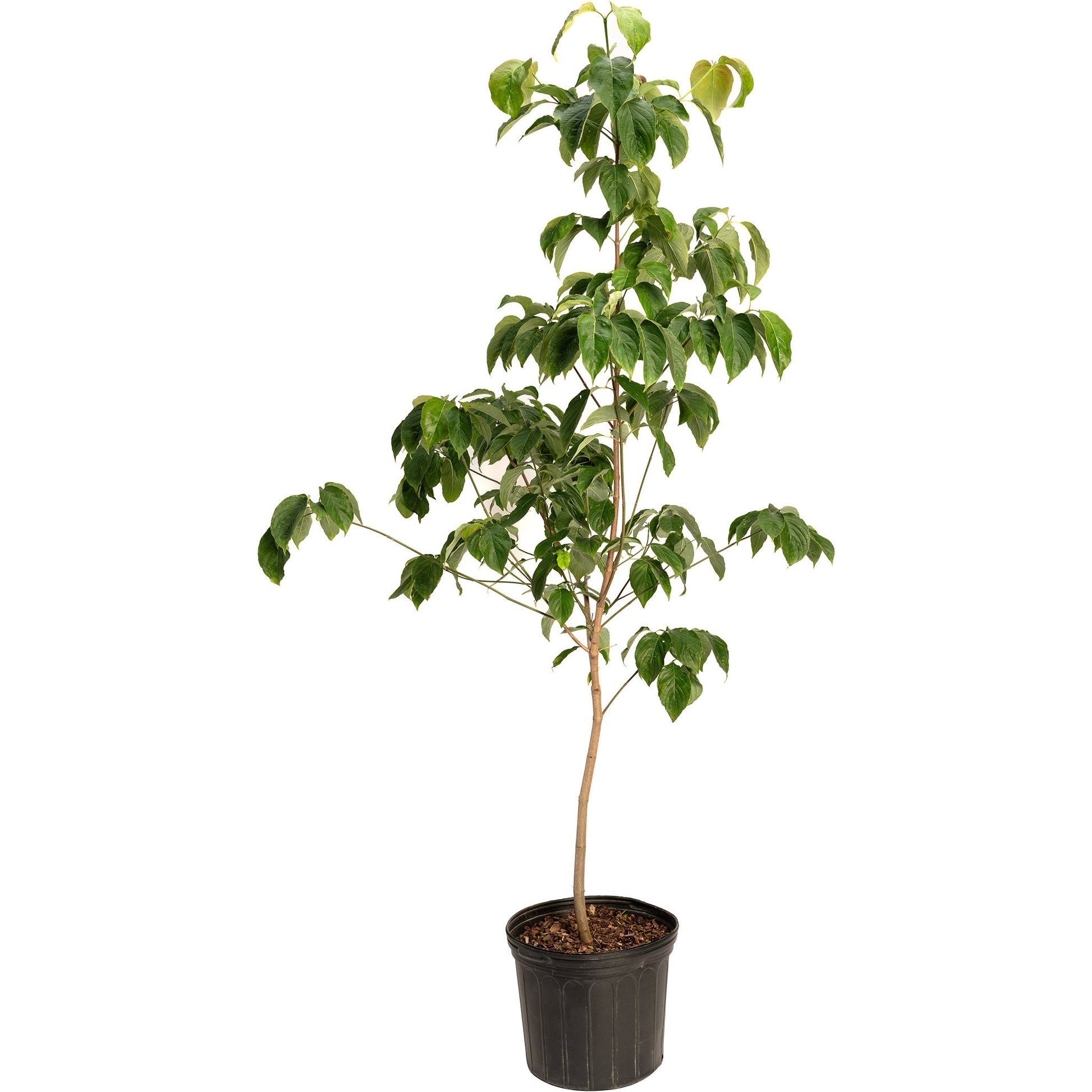 Cherokee Chief Pink Dogwood plant with glossy green leaves in a black plastic pot on Tampa Home & Garden Store