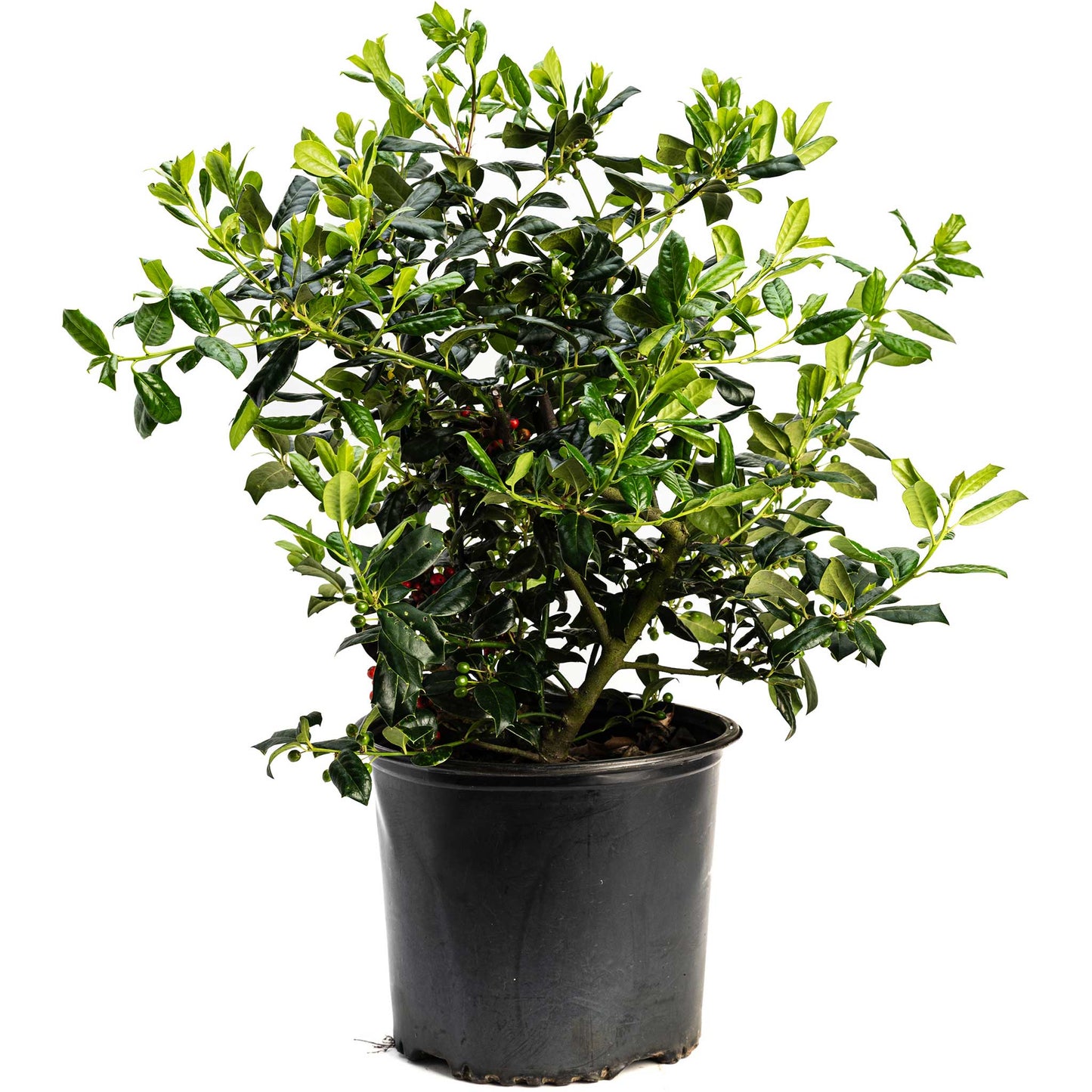 Nellie Stevens Holly plant with glossy dark green leaves and red berries in a black pot on Tampa Home & Garden Store