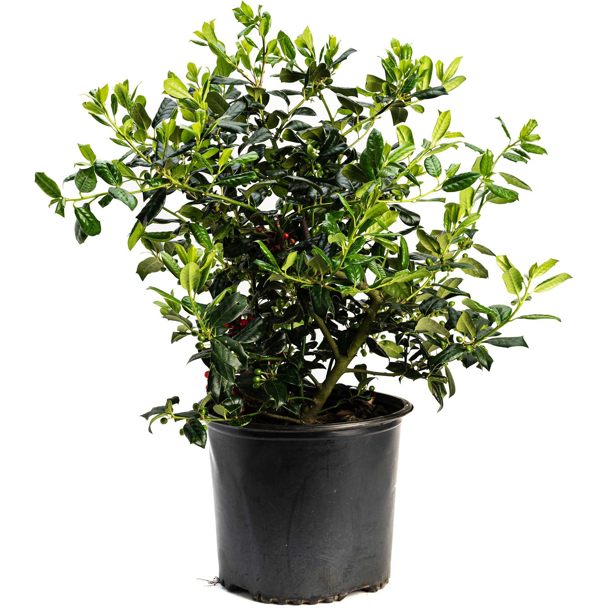 Nellie Stevens Holly plant with glossy dark green leaves and red berries in a black pot on Tampa Home & Garden Store