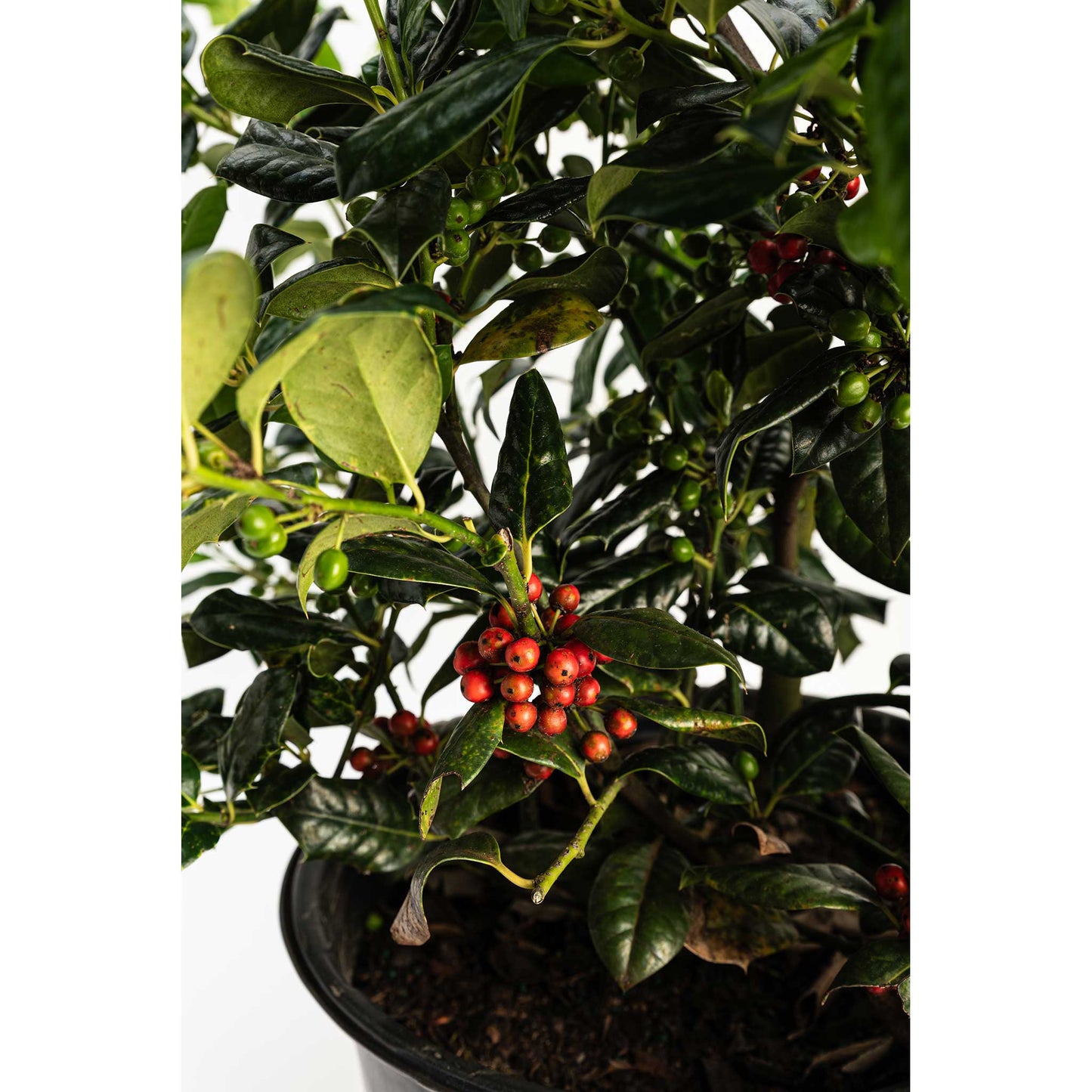 Nellie Stevens Holly plant with glossy green leaves and red berries by Live Good Logistics on Tampa Home & Garden Store