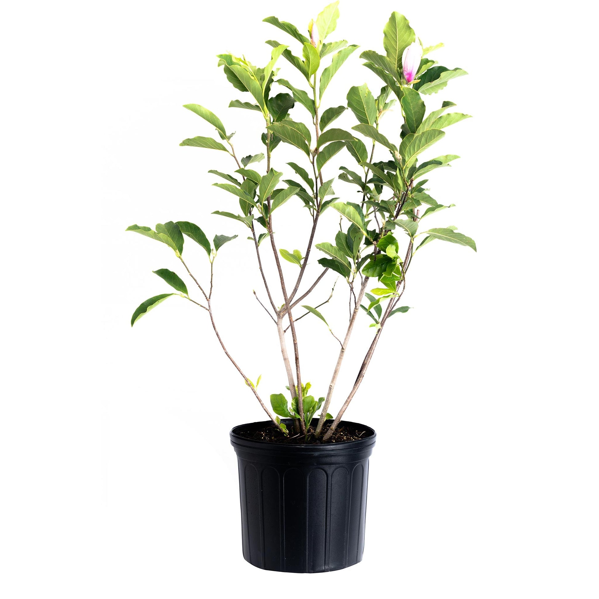 Jane Magnolia plant with pink bud and green glossy leaves in a black plastic pot on Tampa Home & Garden Store