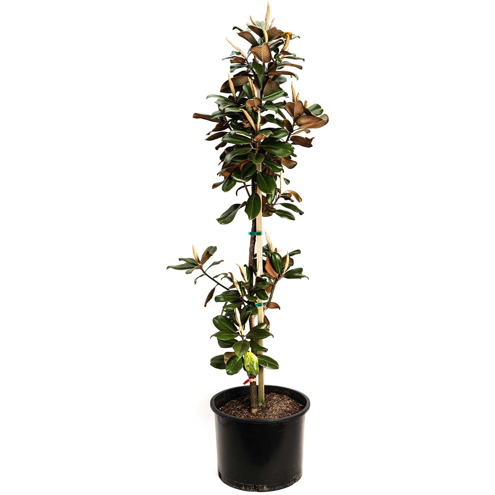 Teddy Bear Magnolia plant in a black pot; glossy green leaves indoor/outdoor on Tampa Home & Garden Store