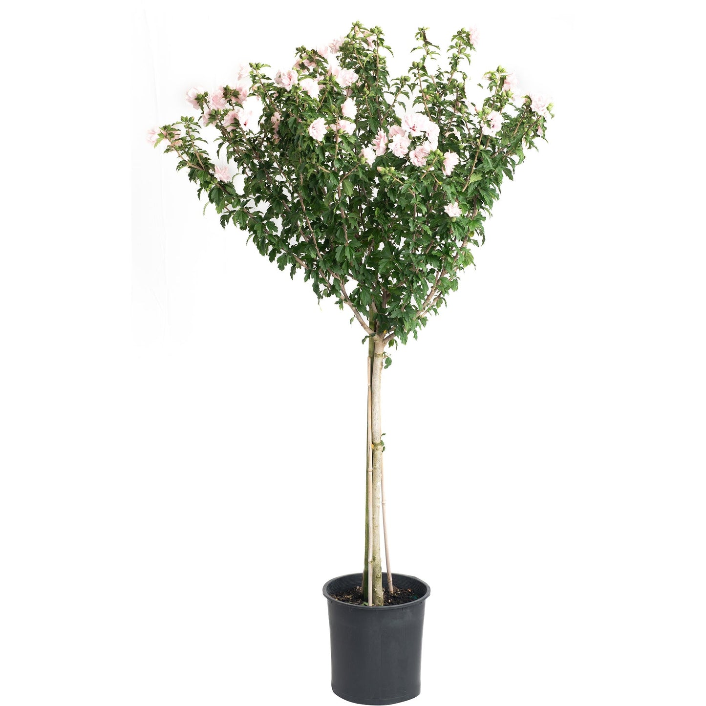 Double Pink Rose of Sharon tree Live Good Logistics in black pot with pink blossoms on Tampa Home & Garden Store