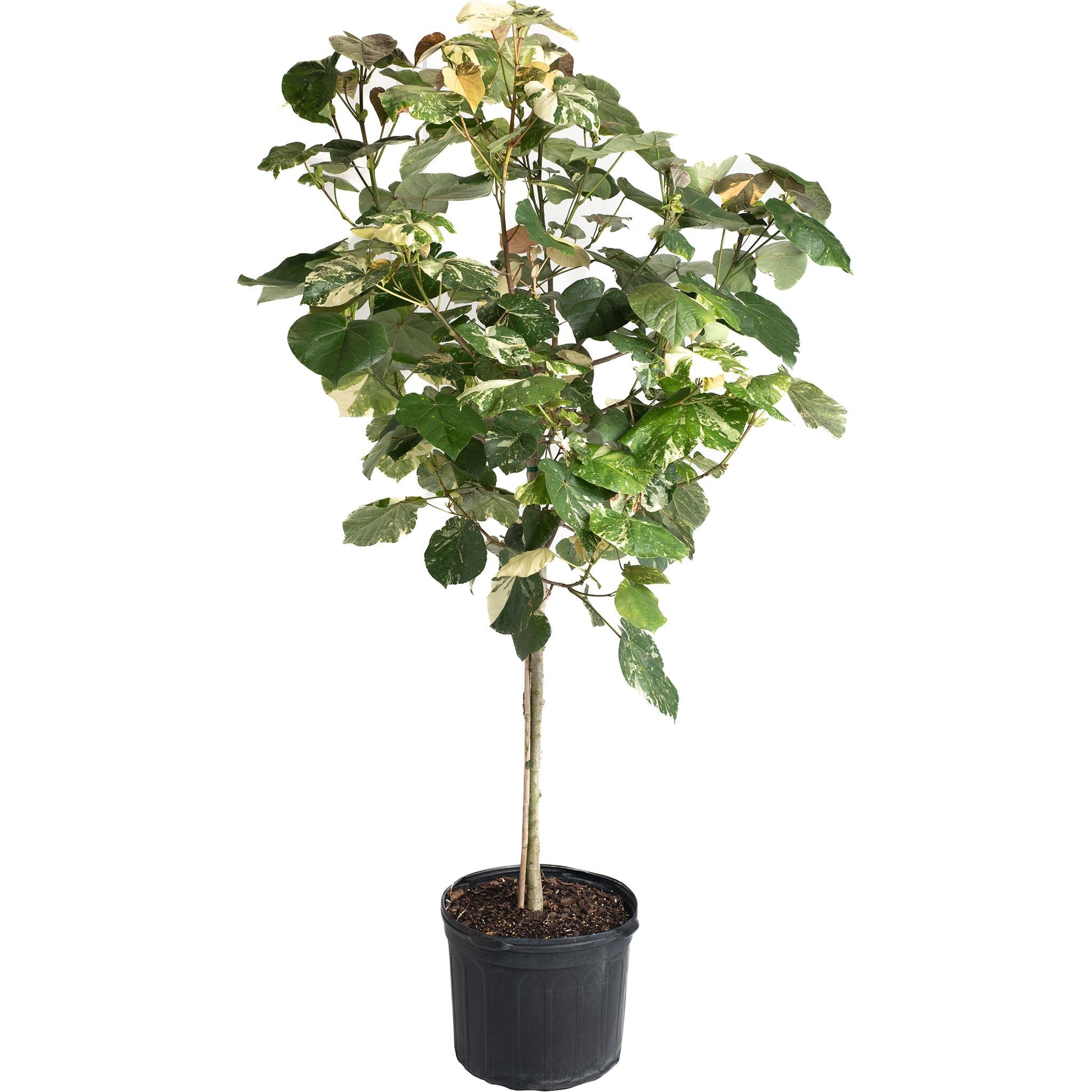 Variegated Hibiscus Tiliaceus plant with cream and green leaves in a black pot on Tampa Home & Garden Store